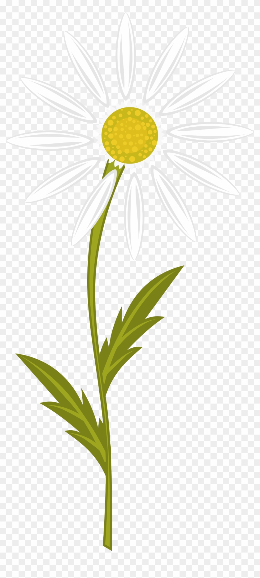 Camomile - Chamomile Flower Clip Art #441464