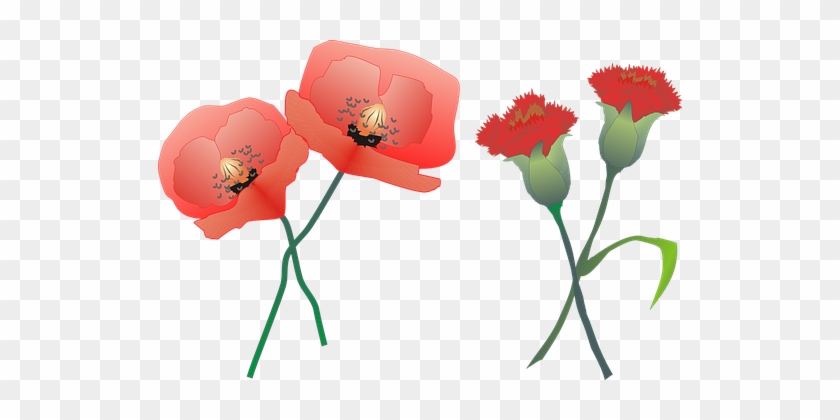 Klump Carnation Clipart - Poppy Carnation #441466