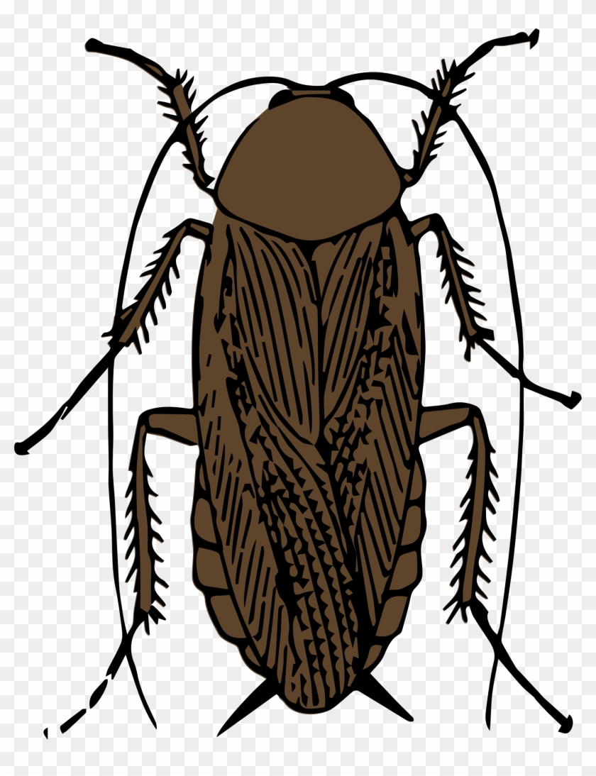 Cockroach Clip Art - Cock Roach Clip Art #442688