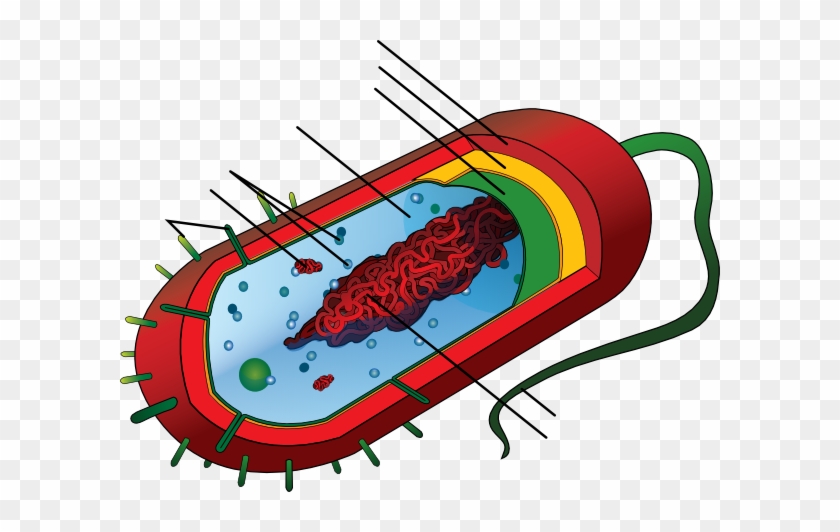 Bacteria Clipart Unlabeled - Bacterial Cell Prokaryotic #442745