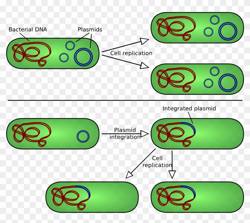 There Are Two Types Of Plasmid Integration Into A Host - Plasmid Replication #443369