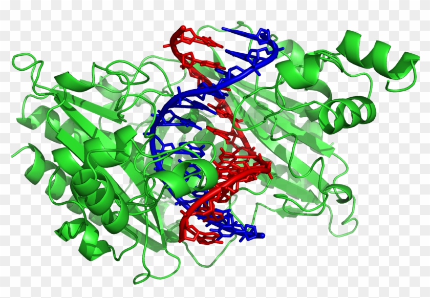 Village Cliparts 8, Buy Clip Art - Restriction Enzyme Dna Binding #443461