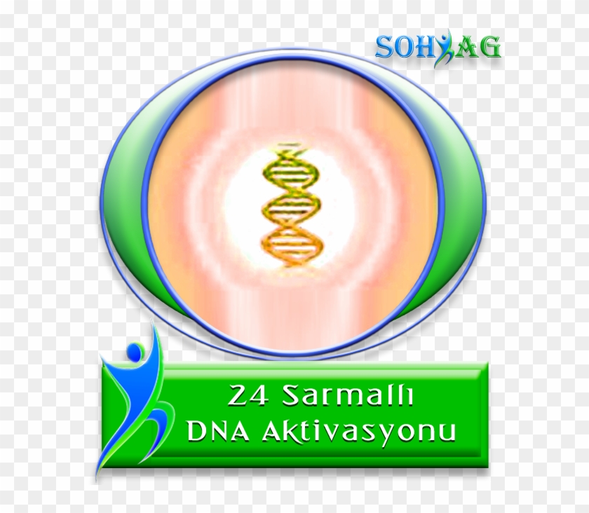 24 Sarmallı Dna Aktivasyonu - Parallel #443483