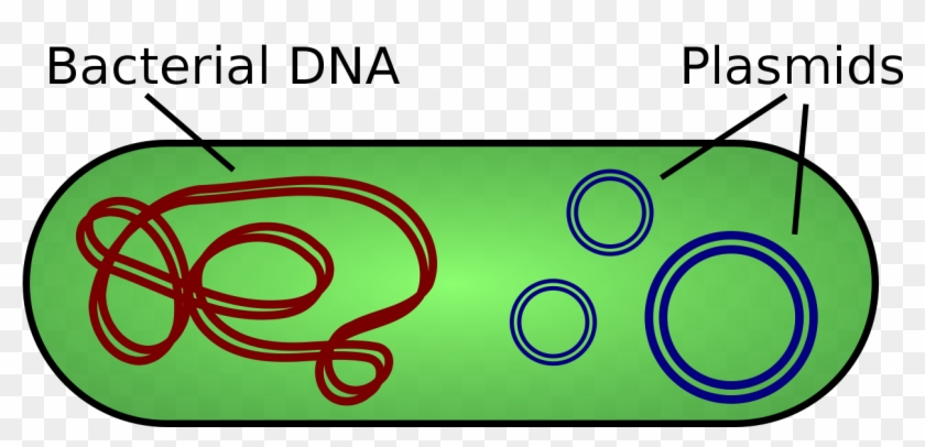 Plasmid - Plasmids In Bacteria #443494