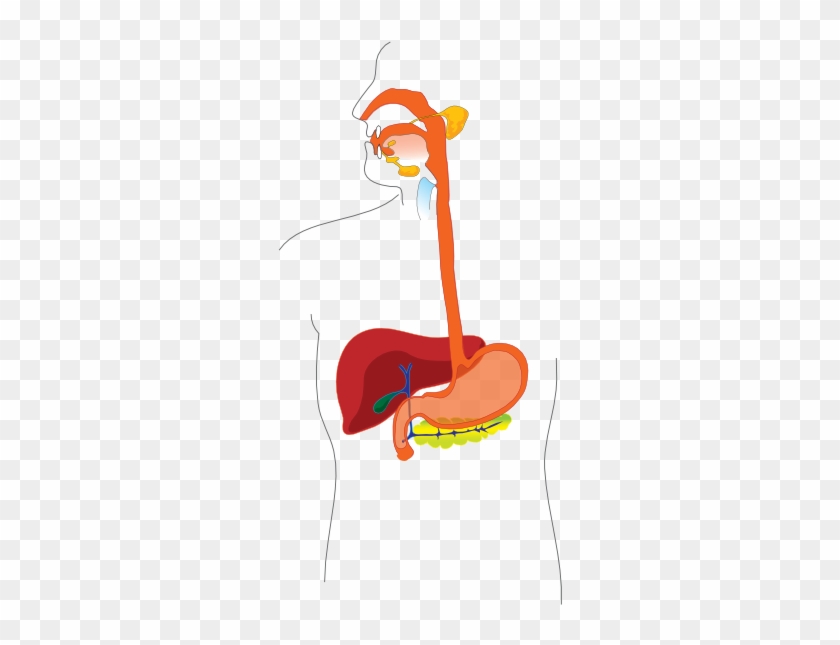 Clip Arts Related To - Digestive System Diagram #444227