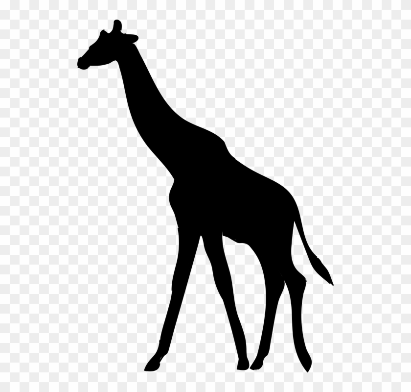 Giraffe Silhouette Giraffe Animal The Silhouette Free - Giraffe Silhouette #444773