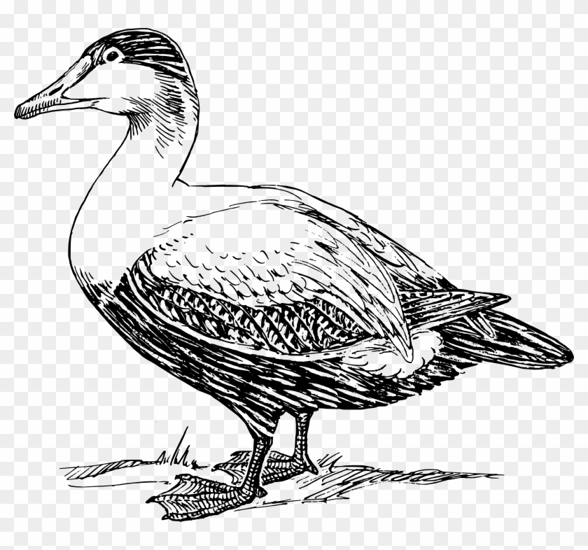Free Elder Duck - Duck Black And White #444808