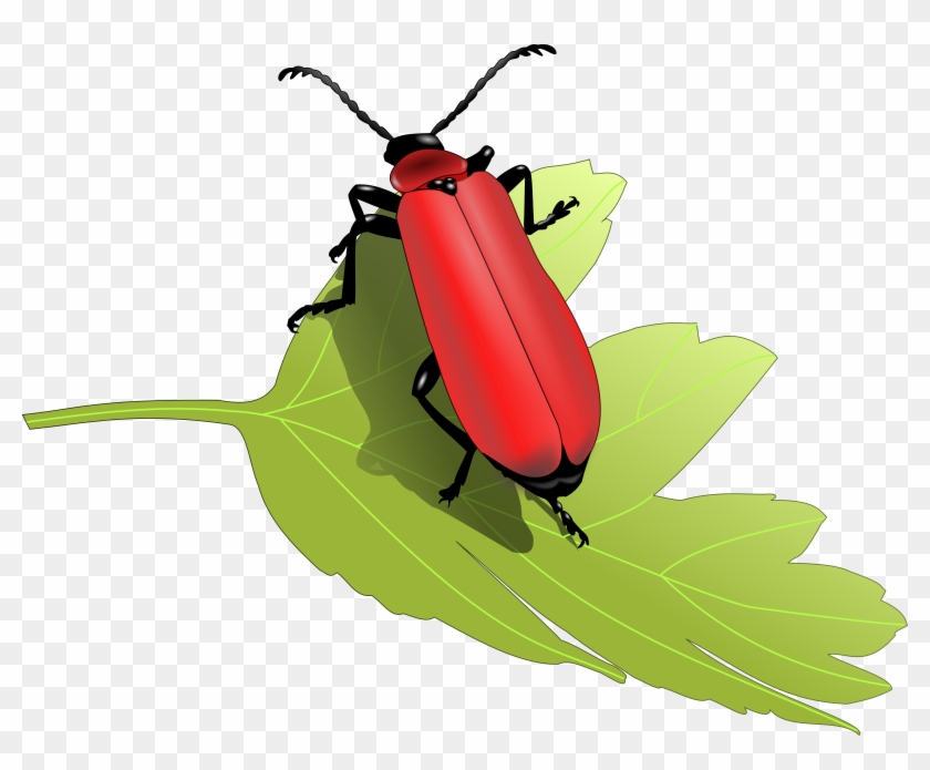 Cardinal Beetle Png Images - Beetles Clip Art #445152