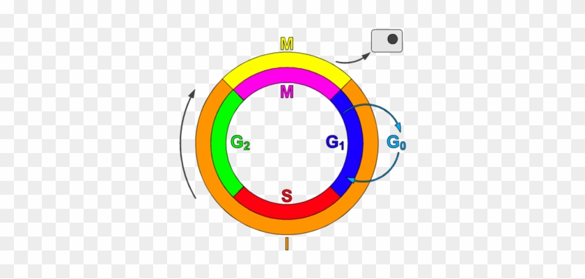 Schematic Of The Cell Cycle - Cyclin Dependent Kinase Definition #445965