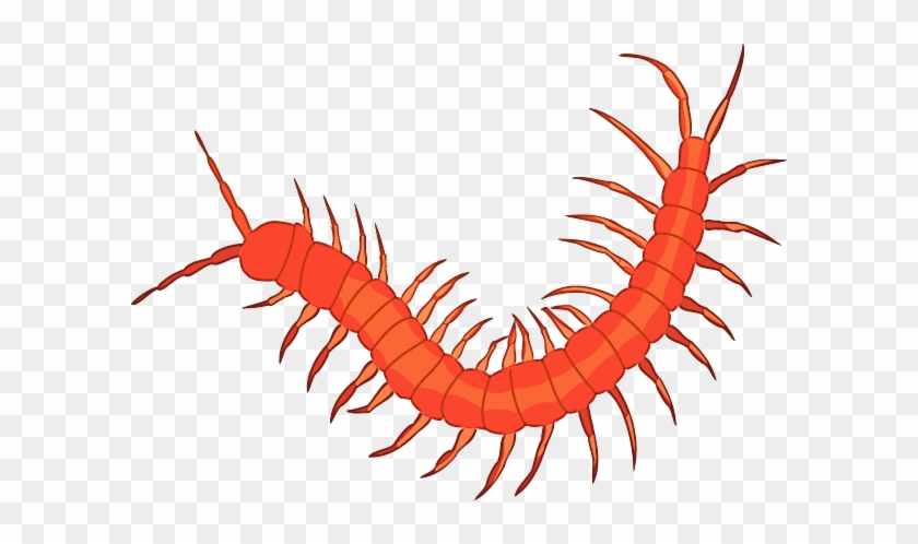 Centipede Picture For Classroom / Therapy Use - Centipede Clipart #446252