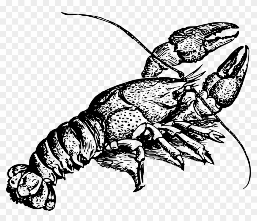 Crawfish Clip Art 11, Buy Clip Art - Crawfish Black And White #446386