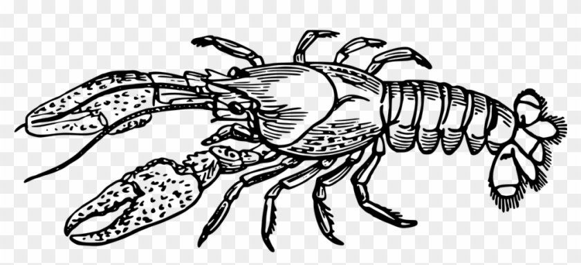 Crawfish Clip Art 29, - Lobster Black And White #446403