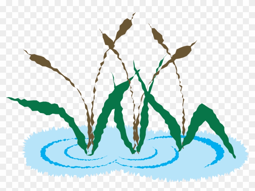 Cattail Plant Illustration Clip Art - Cat #446516