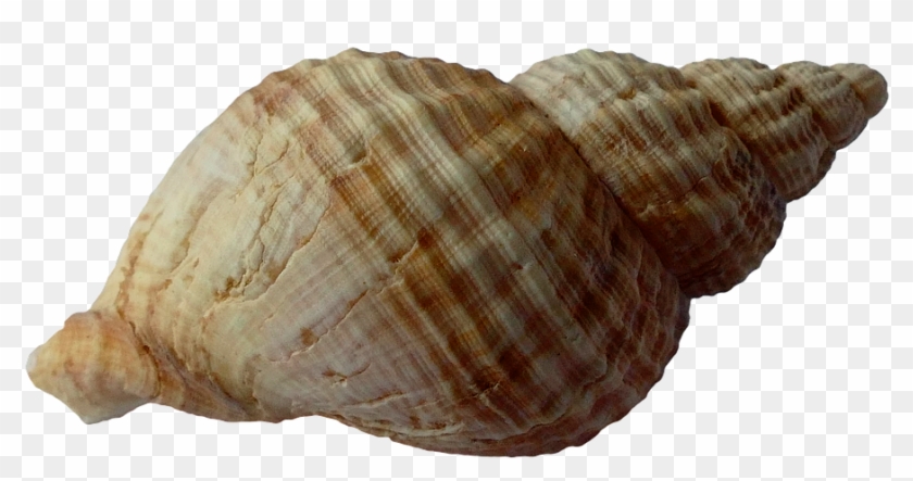 Shell 1, Buy Clip Art - Seashell Transparent #446717