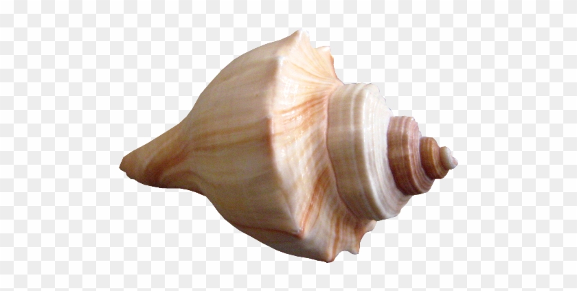 Brown Clipart Seashell - Seashell Png #446733
