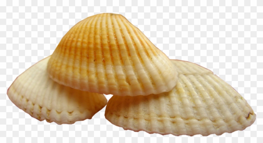 Clipart Coquillage - Clipart Coquillage #446741