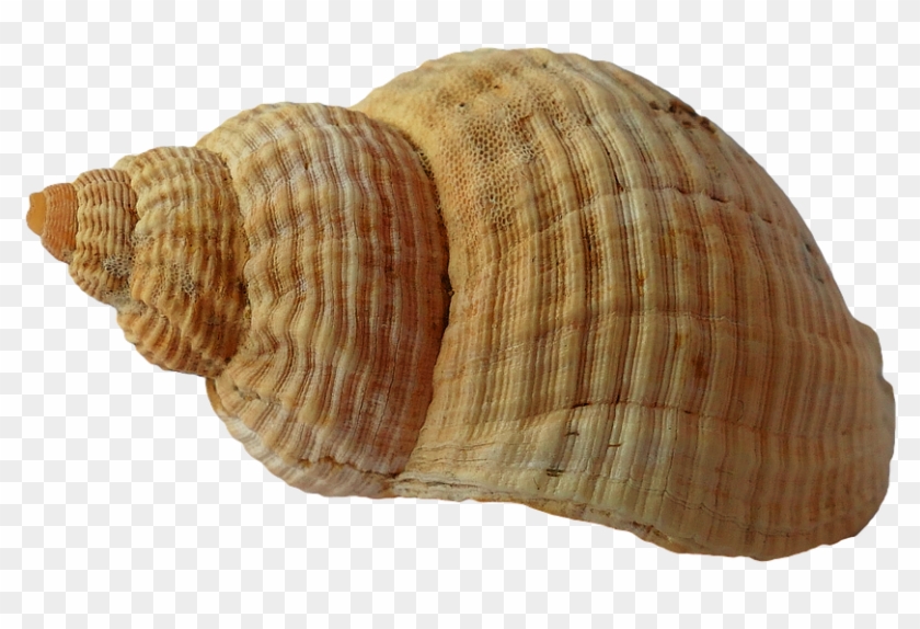 Buy Clip Art - Seashell #446746