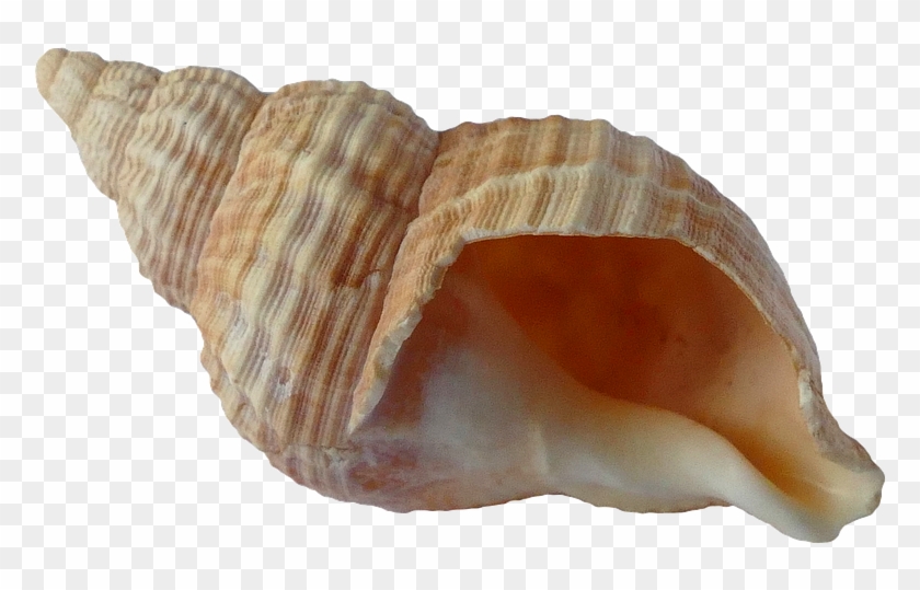 Buy Clip Art - Shell Transparent #446760