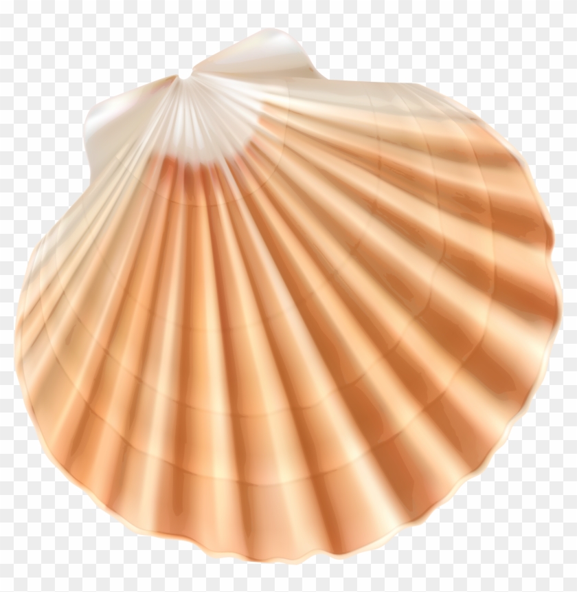 Sea Shell Png Clipart Image - Shell Clipart Png #446775