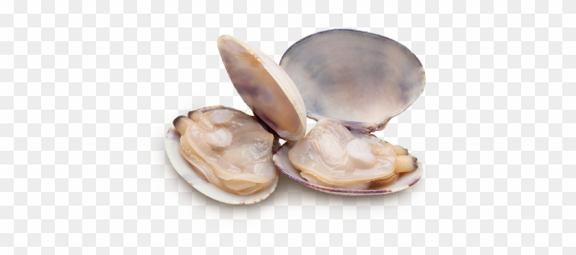 Clams Png Clipart - Cloïssa #446780