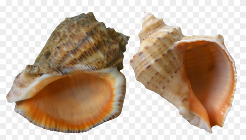 Рапан Пнг #446786