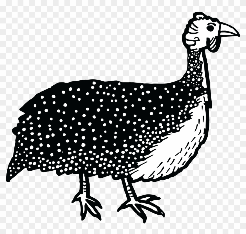 Free Clipart Of A Guinea Fowl Bird - Guinea Fowl Clipart Black And White #446968
