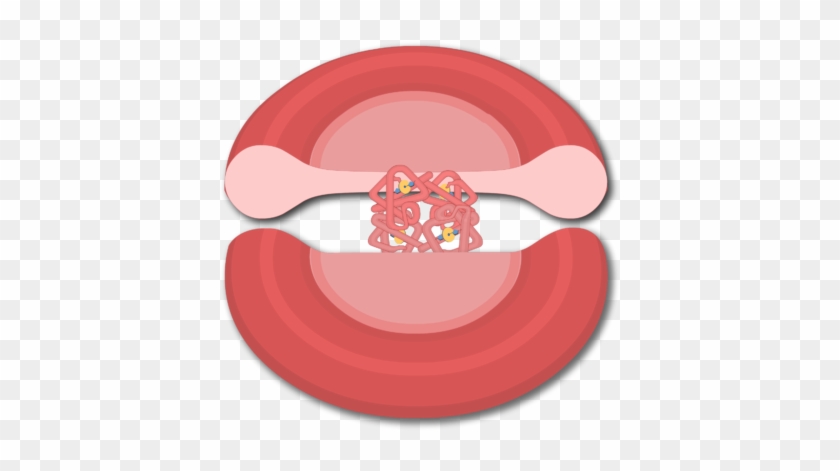 Hemoglobin Molecules In A Red Blood Cell - Red Blood Cell #447159