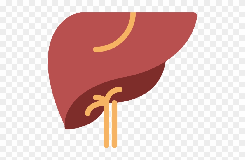 Your Liver's Main Function Is To Filter Blood Coming - Human Liver Icon #447504