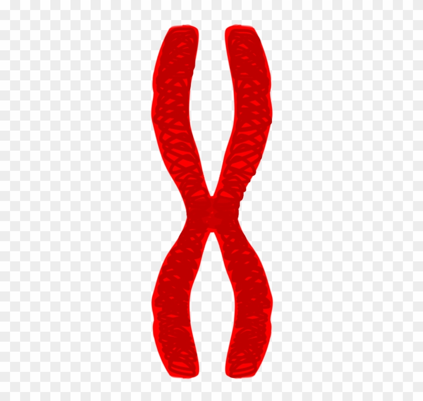Chromatid Pair Red - Zipper #447521