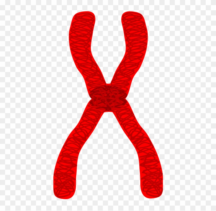 Chromatid Pair Red - Drawing Of A Chromosome #447543