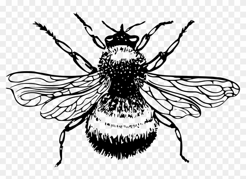 Honey Bee Drawing 13, Buy Clip Art - Bumble Bee Black And White #448045