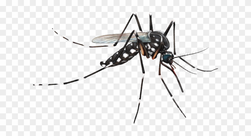 Mosquito Png - Mosquito Png #448057