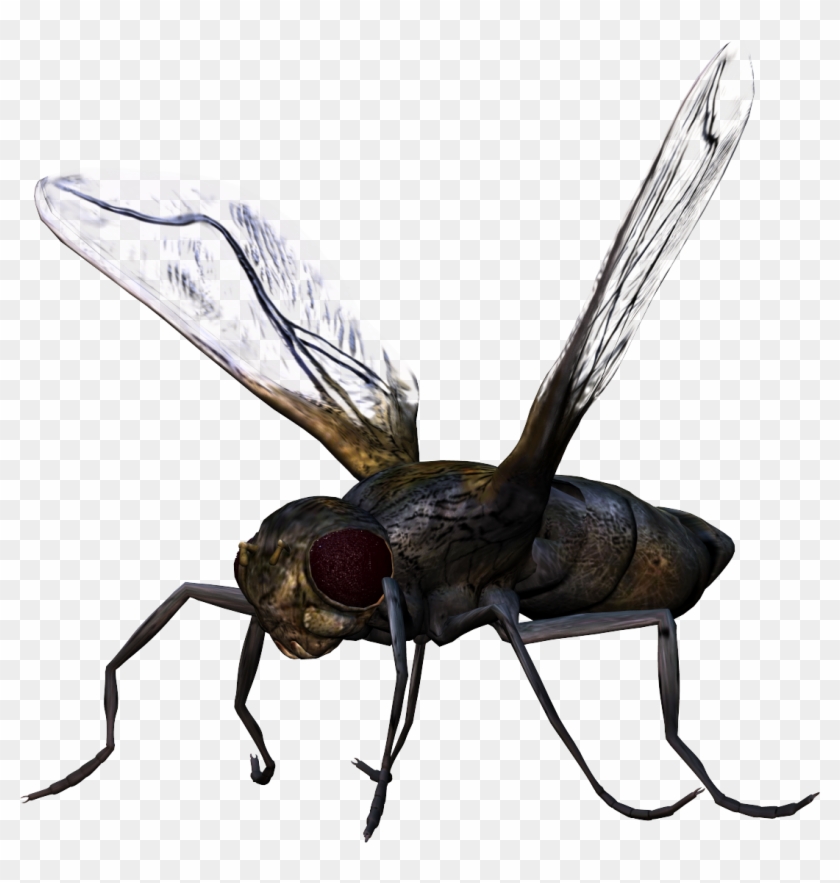 Bug Png Image - Bug Png #448066