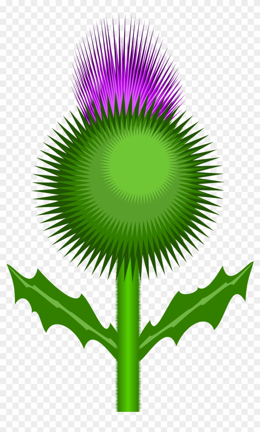 Clipart Scottish Thistle - Thistle Flower Transparent Background #448078