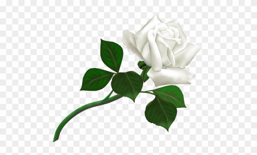 This Image Is Available In Isolated Png Large Resolution - White Rose Png #448079