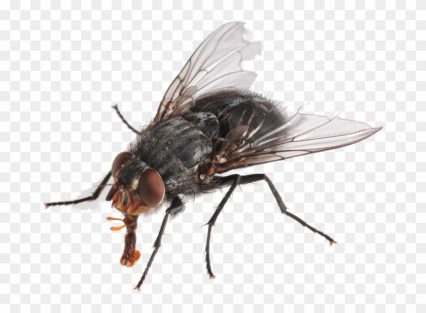 Flies Png Hd - Flies Png #448091