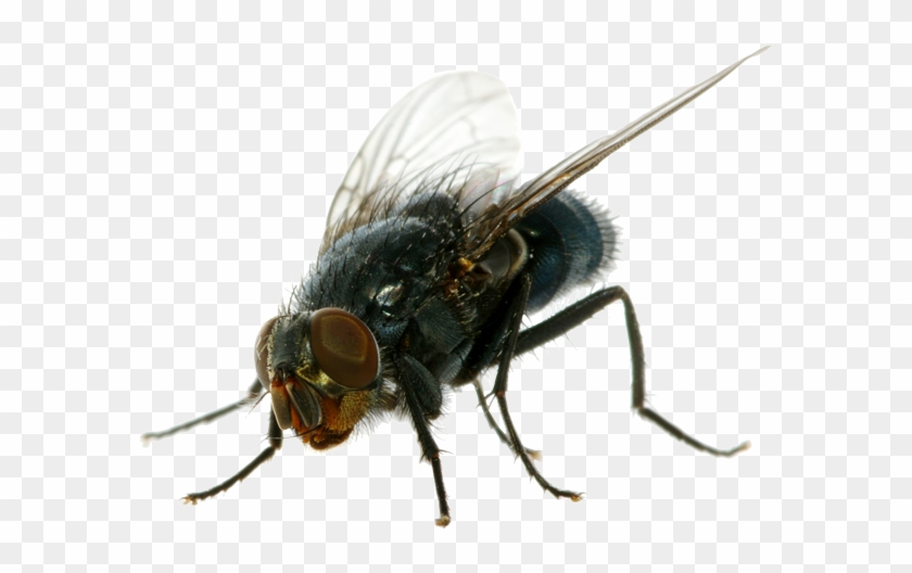 Flies Png Clipart - Housefly Png #448097