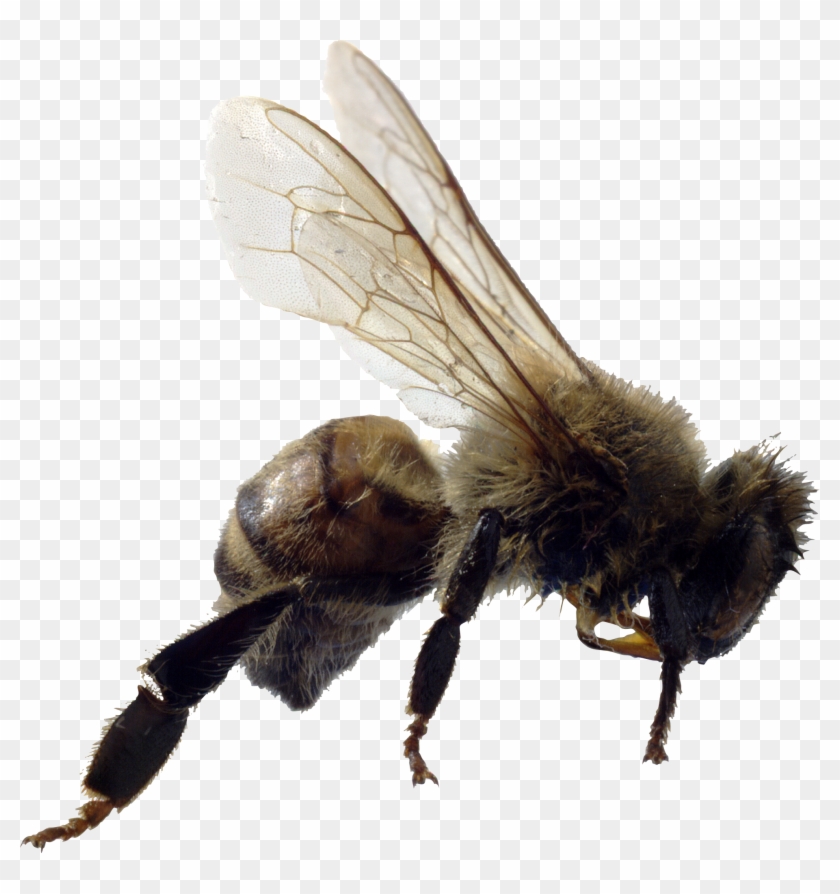 Bee Png Image - Life Cycle Of A Bee - Book #448103