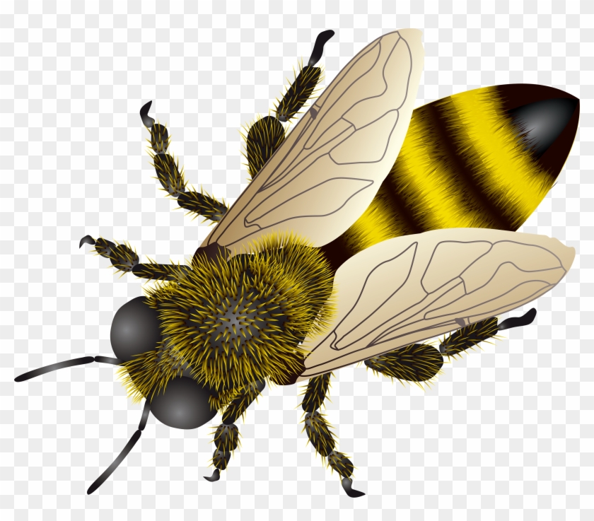 Bee Png Image - Honey Bee Comb #448107