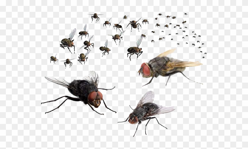 Flies Png Transparent Image - Flies Png #448110