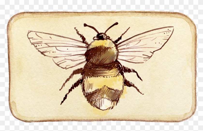 Honey Bee Illustrations 4, Buy Clip Art - Cafepress ! Samsung Galaxy S8 Case #448143