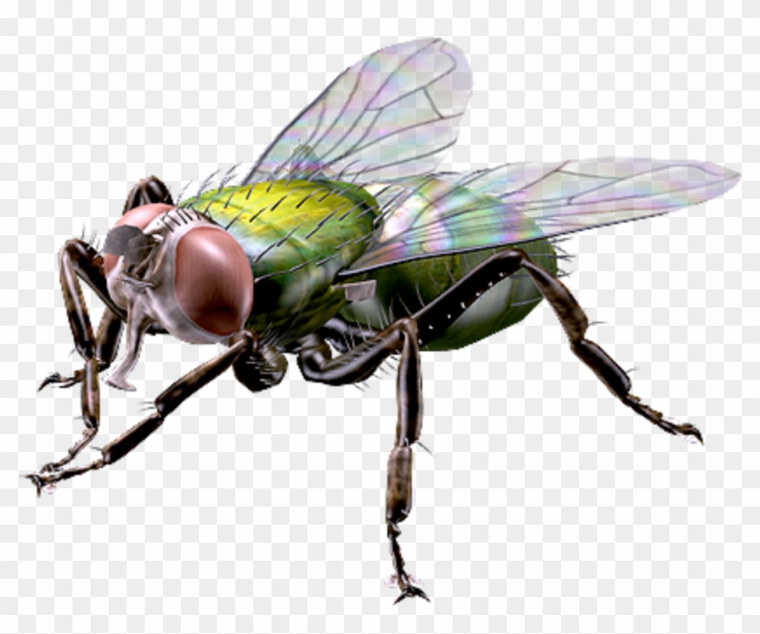 Big Giant Fly Houseflyfreetoedit - Mosca Transgenica #448156