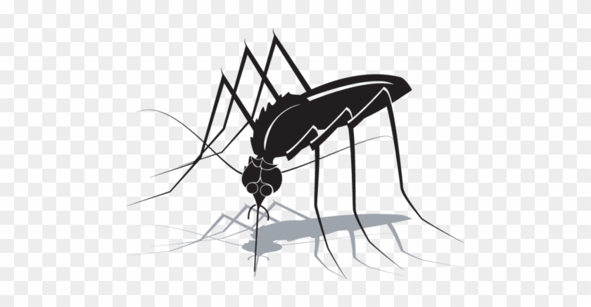 363ra - Mosquito - Siluet Nyamuk #448158