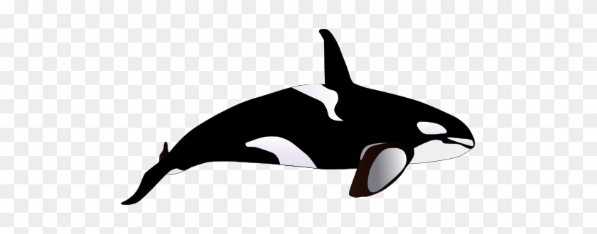 Fresh Orca Whale Clipart Orca Clip Art Clipart Best - Orcinus Orca Drawing #449027