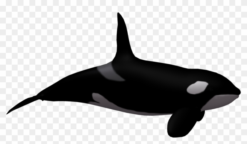 More Like Killer Whale 02 By Wolverine041269 - Killer Whale #449087