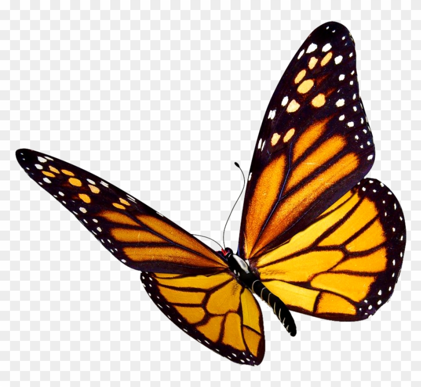 Pin Flying Butterfly Clipart - Monarch Butterfly Drawing #449909