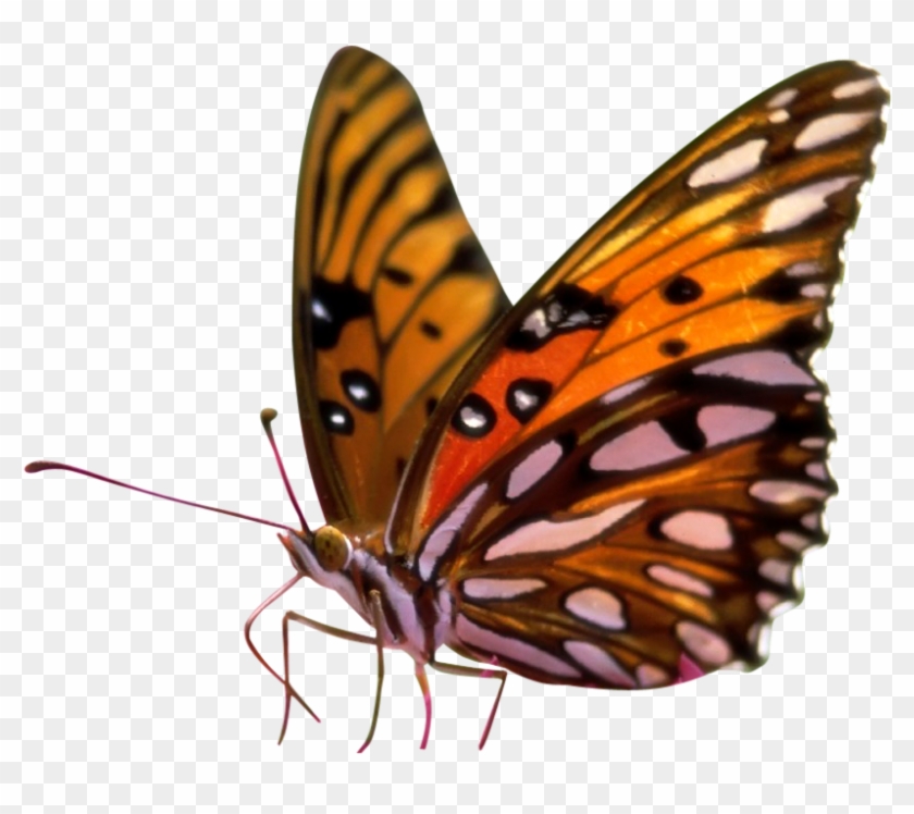 Butterfly Transparent Background Wwwpixsharkcom - Butterflies Transparent Background Png #449922