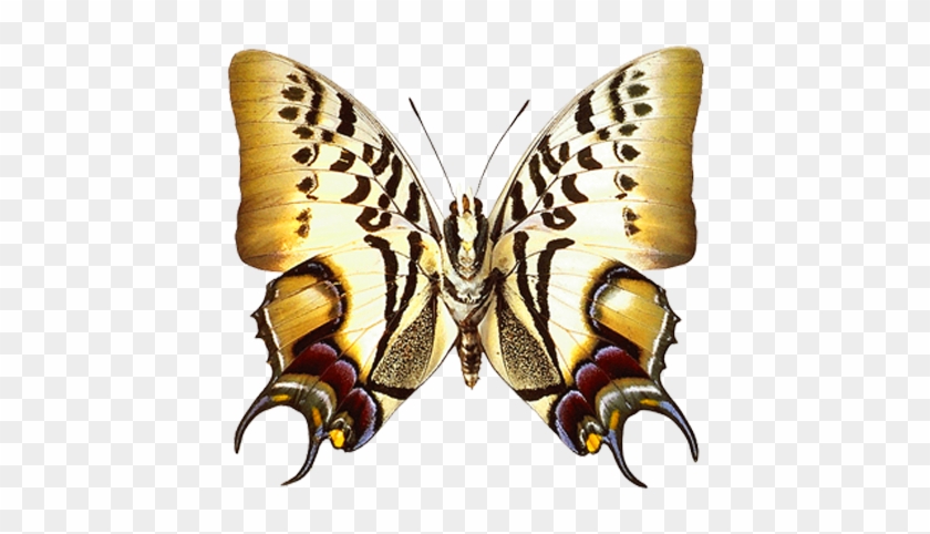 Png Transparent Real Butterfly Clipart - Imagenes Del Nombre Marian #449935