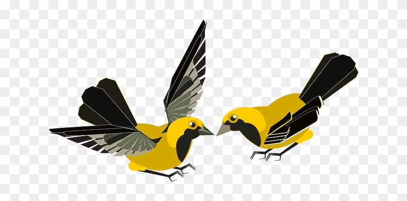 Birds, Fluttering, Animals, Yellow, Black, Wings - Fluttering Birds #449963
