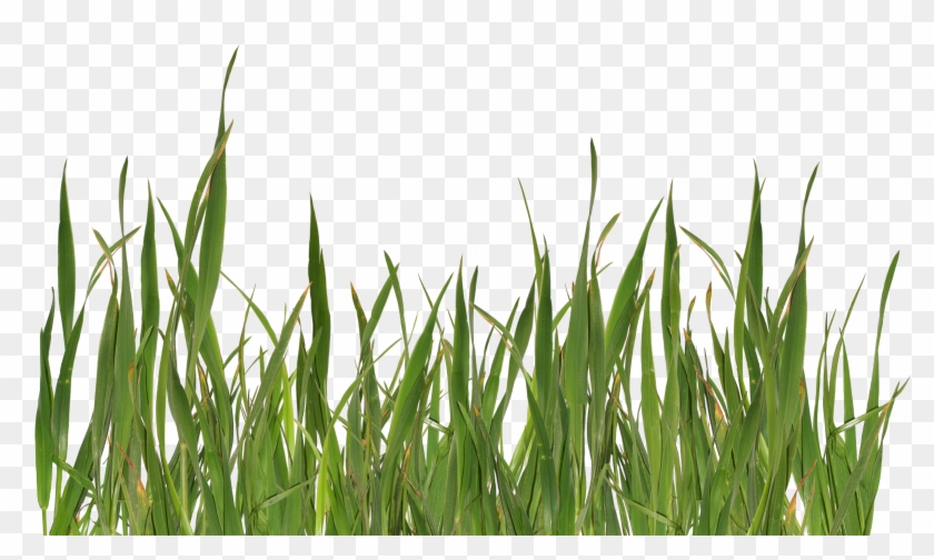 Grass Png - Grass Png #450192